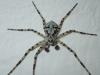 Philodromus margaritatus